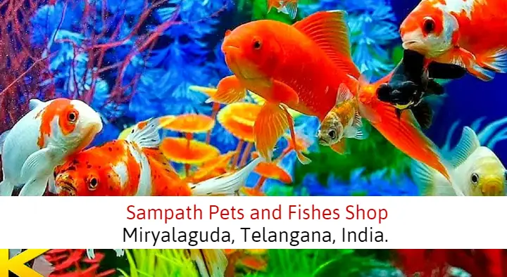 Pet Shops in Miryalaguda  : Sampath Pets and Fishes Shop in Ashok Nagar